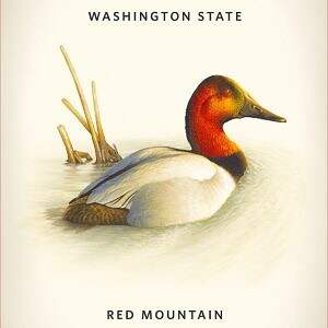 Canvasback Cabernet